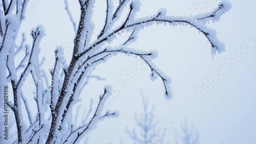 Winter Frost on Tree Branches in Snowy Landscape.