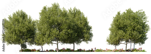Transparent Oak Tree Cutout PNG with Green Foliage