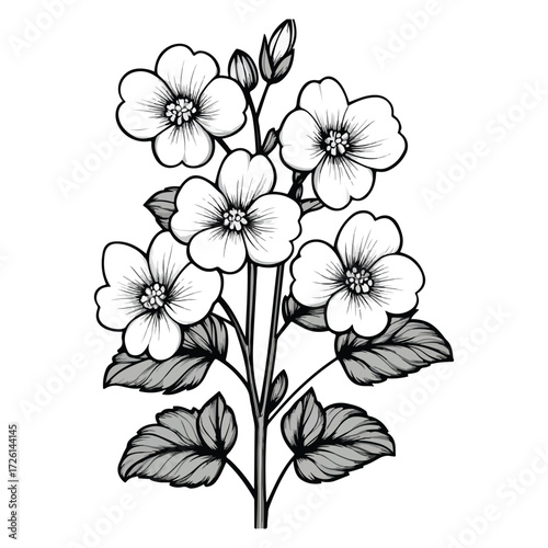  vector illustration Cherokee Rose