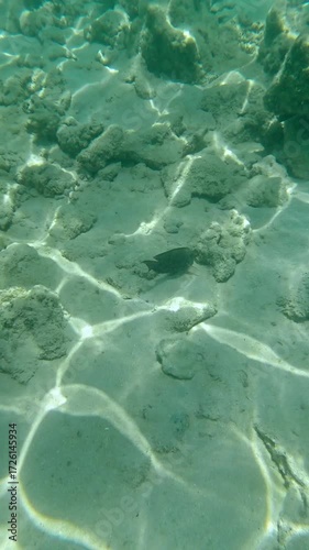 Underwater scene with fish and coral formations