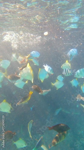Colorful tropical fish swimming underwater in red sea