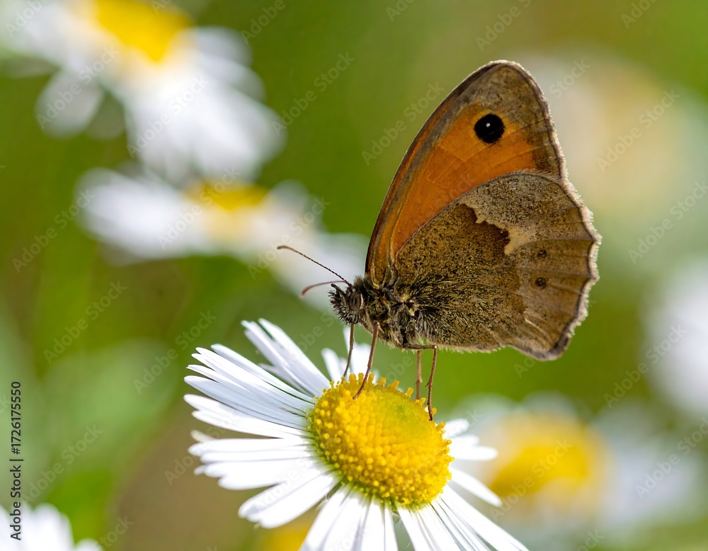 Obraz premium Close-up of butterfly on a flower