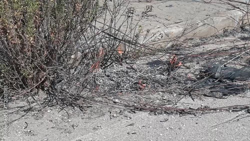incendio di sterpaglie lungo una strada in estate