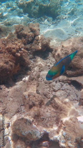 Vibrant parrotfish swimming among coral reefs