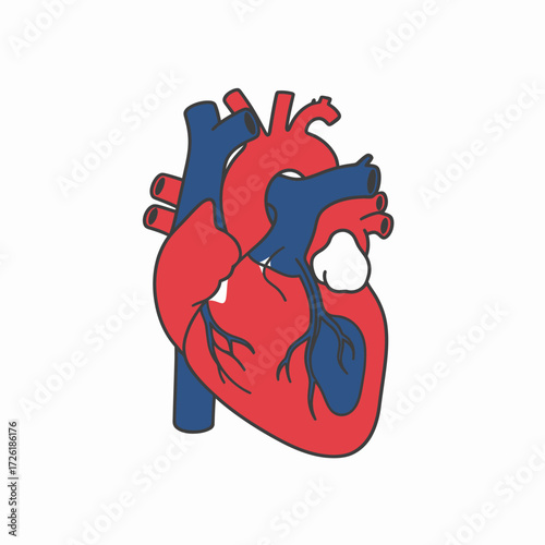 Anatomical illustration of a human heart with arteries and veins, representing the cardiovascular system for medical and educational concepts