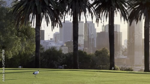 Sunrise with Australian White Ibis at Kings Park.