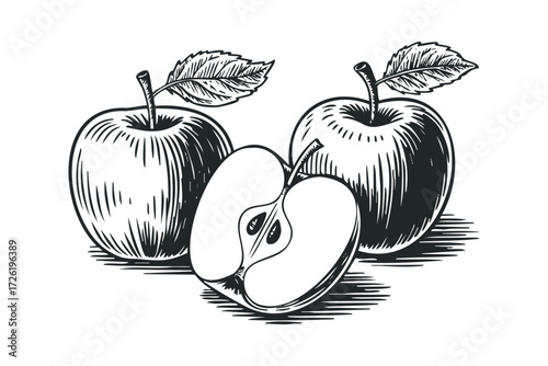 Two whole apples and one half apple illustration. Vector hand drawn illustration