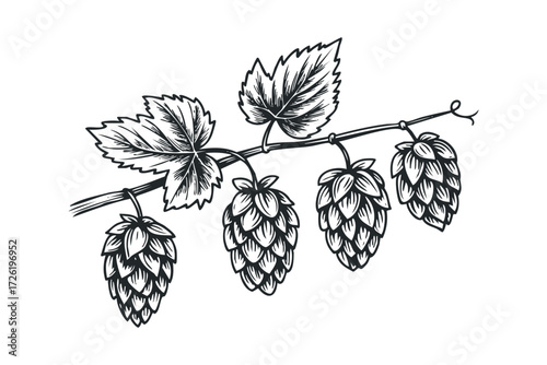 Sprig of hops with cones and leaves. Vector hand drawn illustration
