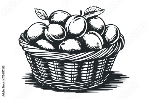 Basket filled with plums and leaves. Vector hand drawn illustration