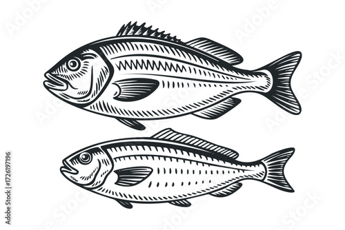 Two distinct fish depictions shown from the side. Vector hand drawn illustration