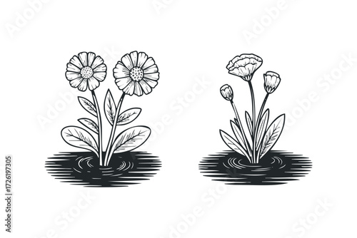 Line art illustration of two blooming flowers and buds emerging from water. Vector hand drawn illustration