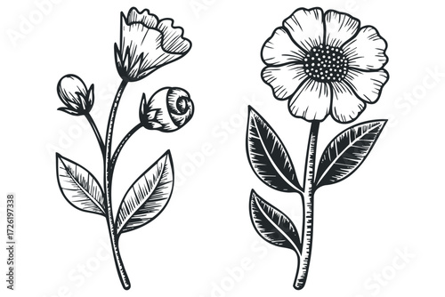 Line Drawing of Two Blooming Flowers with Leaves. Vector hand drawn illustration