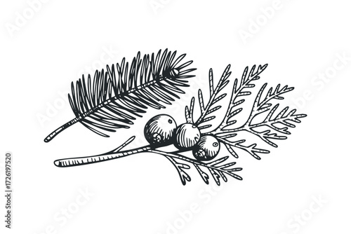 Sketch of Pine Branch with Berries. Vector hand drawn illustration
