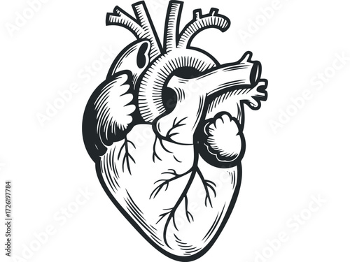 Black and White Anatomical Heart Symbol with Veins. Vector hand drawn illustration