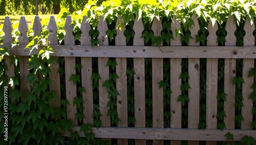 Weathered Picket Fence Adorned with Vibrant Green Ivy in Natural