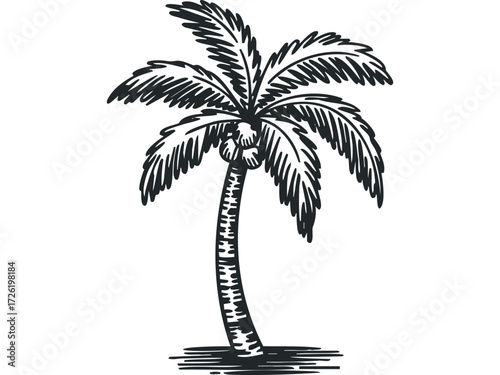 Sketch of a Palm Tree with Coconuts. Vector hand drawn illustration