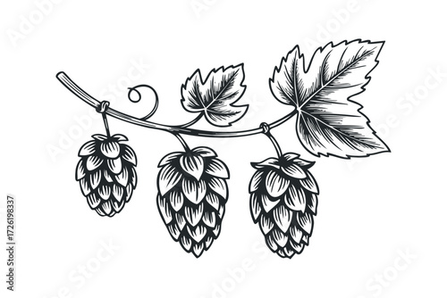 Vine with Hops Cones and Leaves. Vector hand drawn illustration