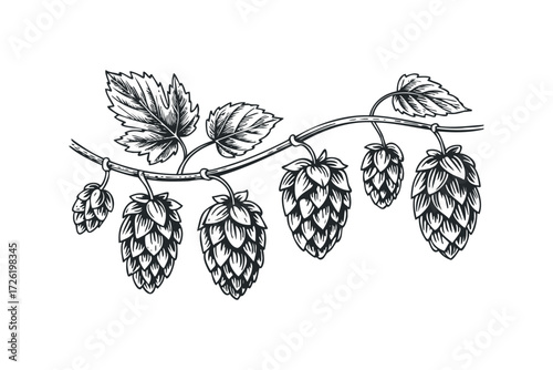 Branch with hops and leaves in sketch style. Vector hand drawn illustration