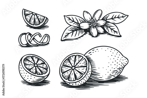 Linocut style illustration of whole and sliced lemons with leaves and flower. Vector hand drawn illustration