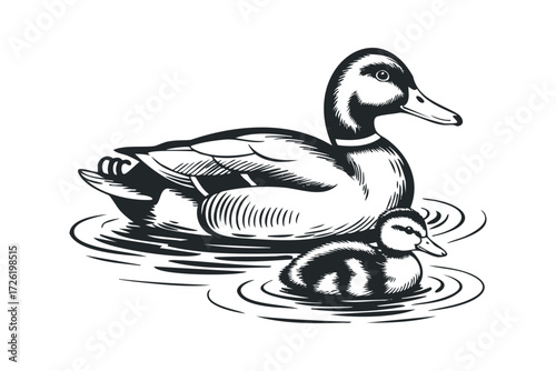 Duck and duckling floating on water surface. Vector hand drawn illustration