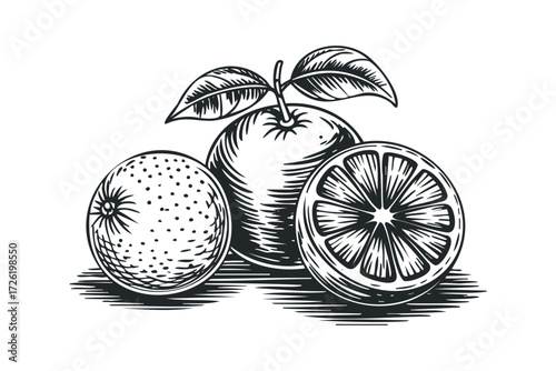 Vintage Orange Fruit And Slice With Leaves Line Drawing. Vector hand drawn illustration