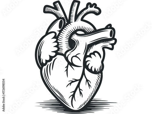 Anatomical Heart With Veins and Arteries. Vector hand drawn illustration