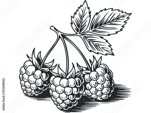 Three Ripe Raspberries with Leaves and Shadow. Vector hand drawn illustration
