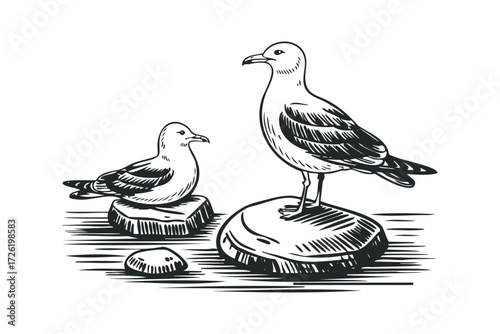 Two seagulls perched on rocks by water. Vector hand drawn illustration