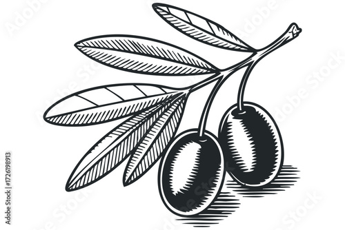 Branch with two olives and leaves. Vector hand drawn illustration