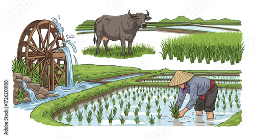 Traditional Rice Farming with Buffalo and Water Wheel in a Lush Green Field