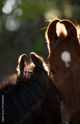 marwari horses ears