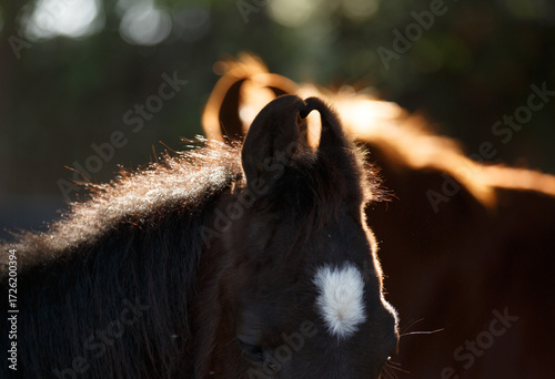 portrait of a brown horse