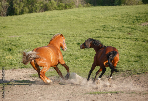 two horses running in the field