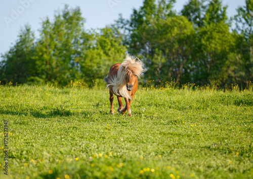 shetlend pony in the field