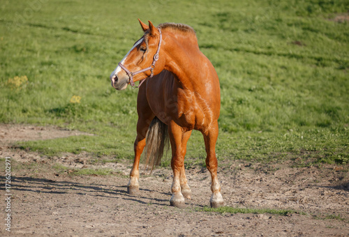 heavydraft horse on the meadow