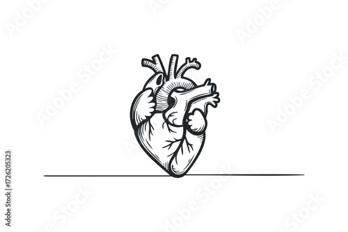 Anatomical Heart Graphic on White Background. Vector hand drawn illustration