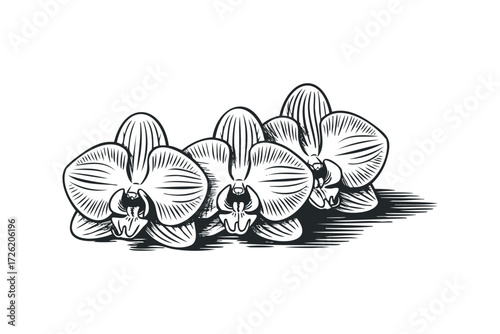 Black and white line art cluster of phalaenopsis orchid flowers. Vector hand drawn illustration