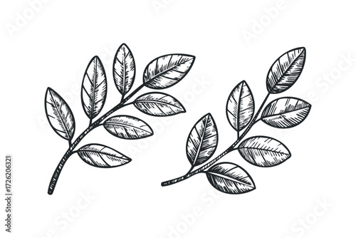 Ink drawn botanical branches with delicate leaves. Vector hand drawn illustration