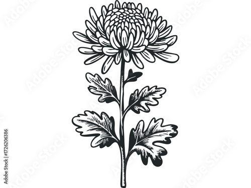 Chrysanthemum flower with detailed stem and leaves. Vector hand drawn illustration
