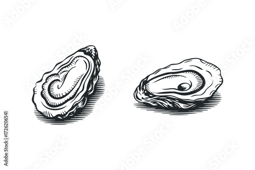 Two detailed black and white drawings of opened oysters. Vector hand drawn illustration