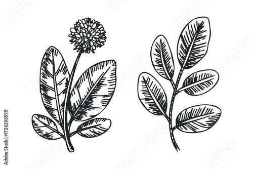 Sketch of Clover Flower and Leaf Sprig. Vector hand drawn illustration