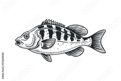 Line Art Fish Illustration With Dark Stripes. Vector hand drawn illustration