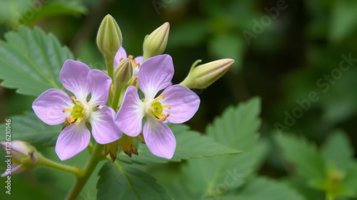 Herbal plant Baikal skullcap with floral blossoms and health benefits