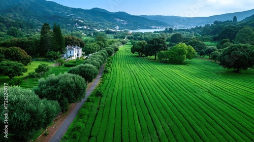 Aerial View of Lush Green Tea Plantation Field with Winding Path and Mountain Backdrop in Sunny Day