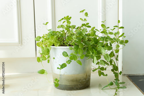 Green hydroponic mint, indoor houseplant