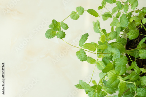 Green hydroponic mint, indoor houseplant