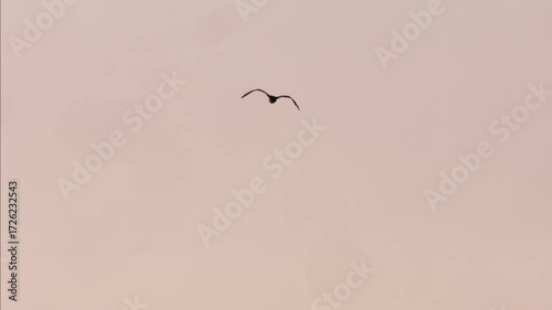 A seagull soars through the sky in search of food. The bird is flying high above the ground, its wings spread wide as it navigates the air currents. USA.