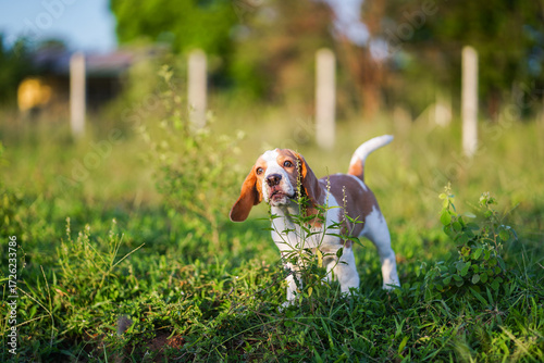 Playful Beagle Exploring a Lush Green Field Under a Warm Sunny Sky During a Peaceful Countryside Day