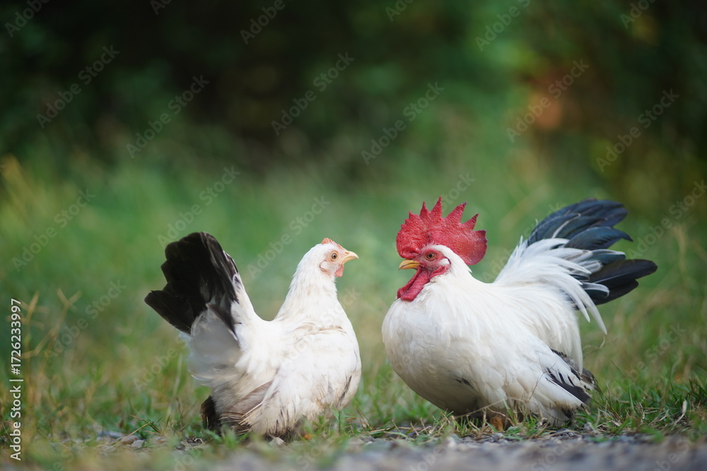 Fototapeta premium White Bantams,Rooster And Hen On Country Path, Cheerful Farmyard Scene With Chickens