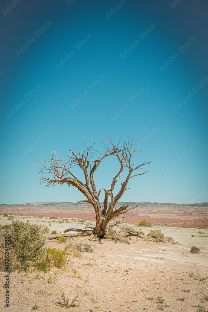 Obraz premium Utah Tree In the Salt Flats